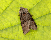 73.220 BF2225 Minor Shoulder-knot Brachylomia viminalis