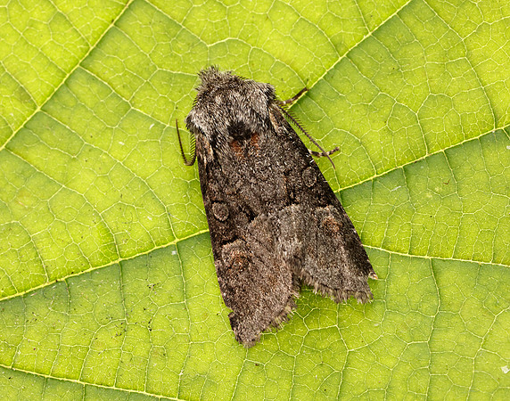 73.220 BF2225 Minor Shoulder-knot Brachylomia viminalis