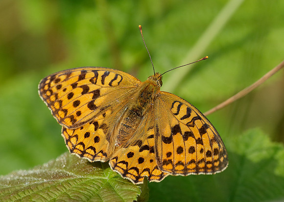 High Brown Fritillary Argynnis adippe