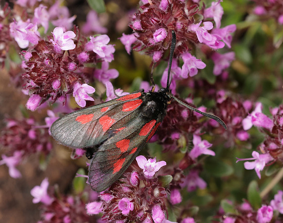 54.007 BF168 New Forest Burnet Zygaena viciae
