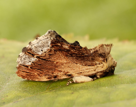 71.022 BF2009 Maple Prominent Ptilodon cucullina