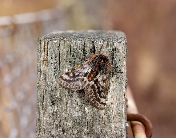 70.249 BF1929 Rannoch Brindled Beauty Lycia lapponaria