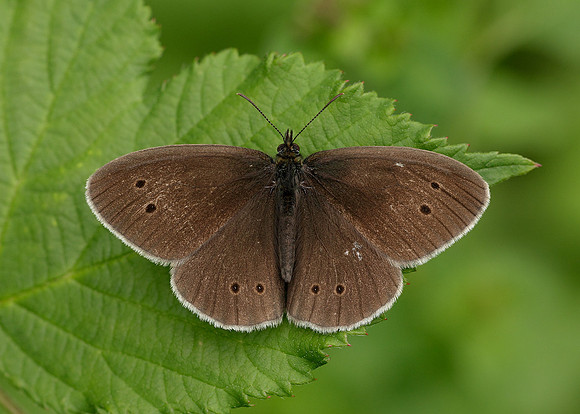 Ringlet Aphantopus hyperantus