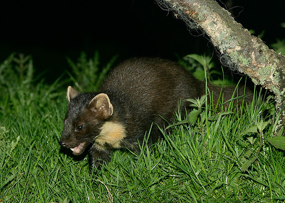 Pine Marten Martes martes