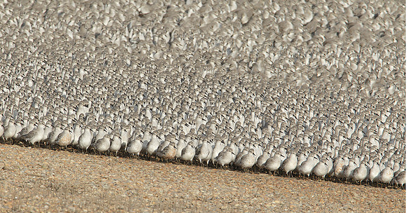 Snettisham waders