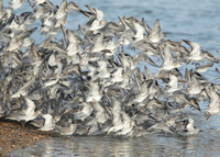 Snettisham waders