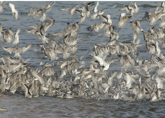 Snettisham waders
