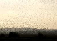 Snettisham waders