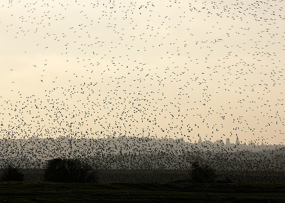 Snettisham waders