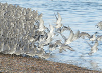 Snettisham waders
