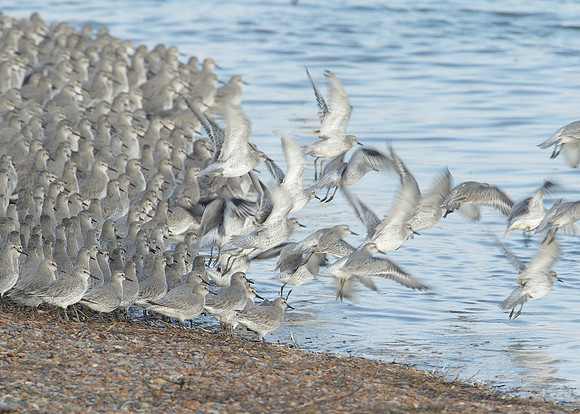 Snettisham waders