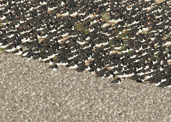 Snettisham waders