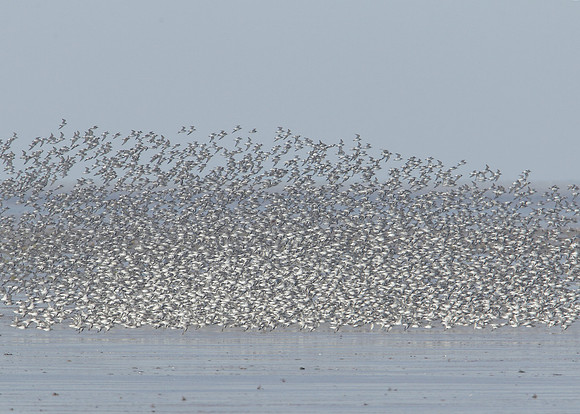 Snettisham waders