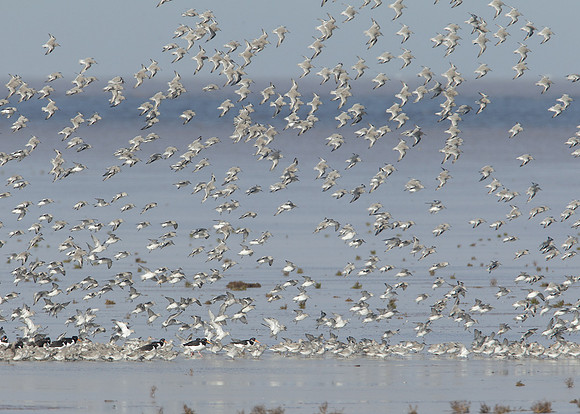 Snettisham waders