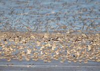 Snettisham waders