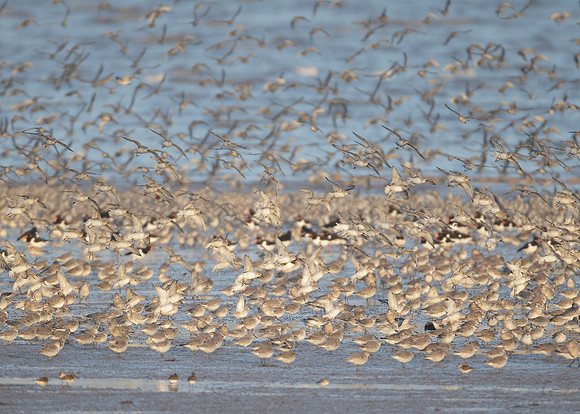 Snettisham waders