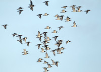 Snettisham waders