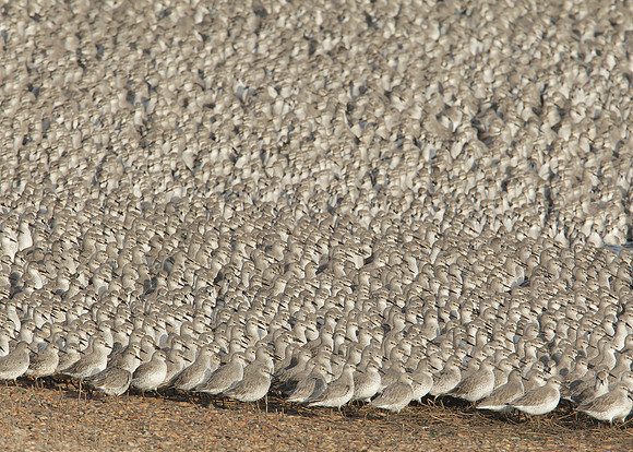 Snettisham waders
