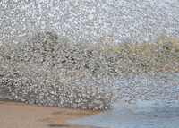Snettisham waders