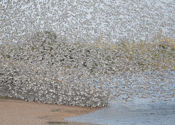 Snettisham waders