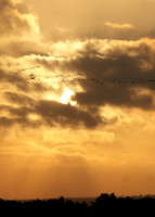 Snettisham waders