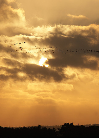 Snettisham waders