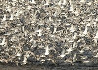 Snettisham waders