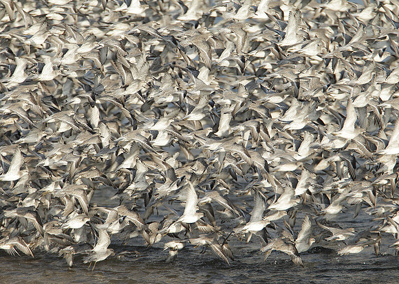Snettisham waders