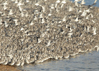 Snettisham waders