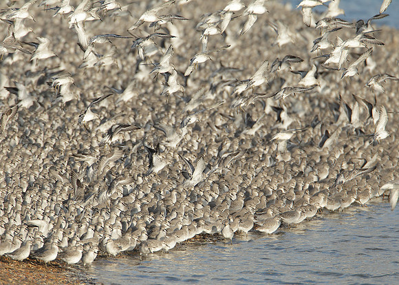 Snettisham waders