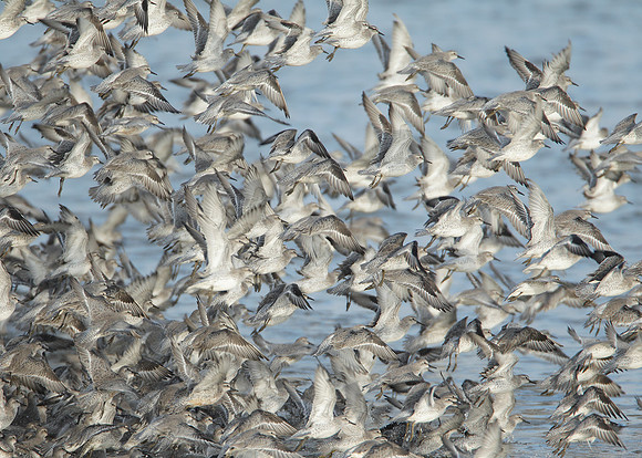 Snettisham waders