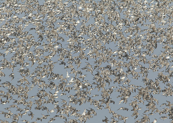 Snettisham waders