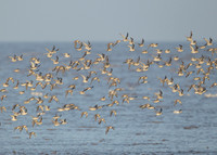 Snettisham waders