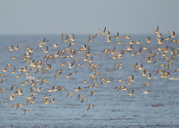 Snettisham waders