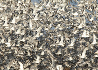 Snettisham waders