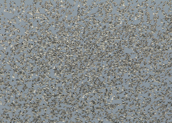 Snettisham waders