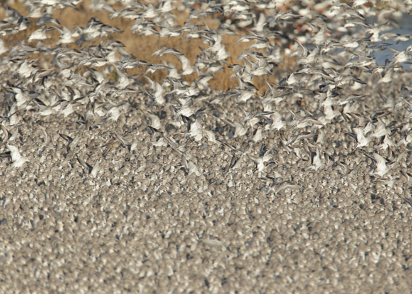 Snettisham waders