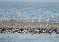 Snettisham waders