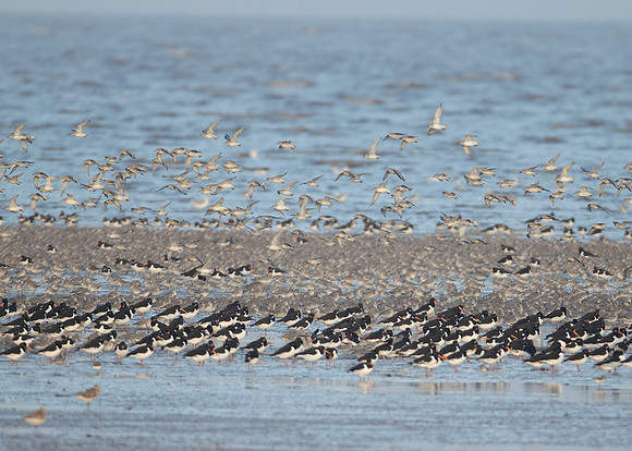 Snettisham waders