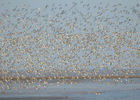 Snettisham waders
