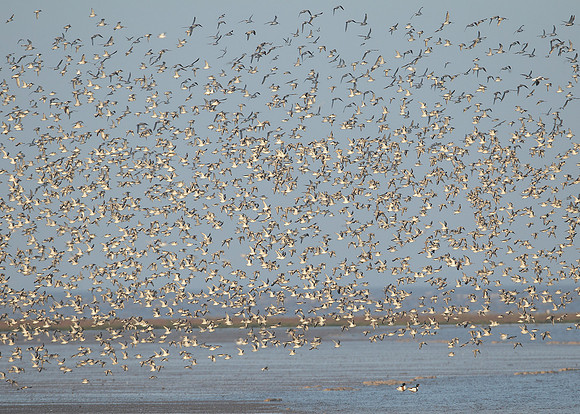 Snettisham waders