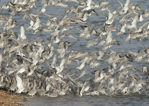 Snettisham waders