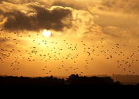Snettisham High Tide Roost