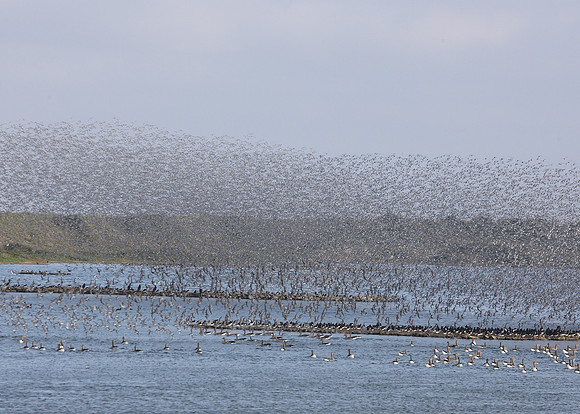 Snettisham waders