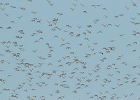 Snettisham waders