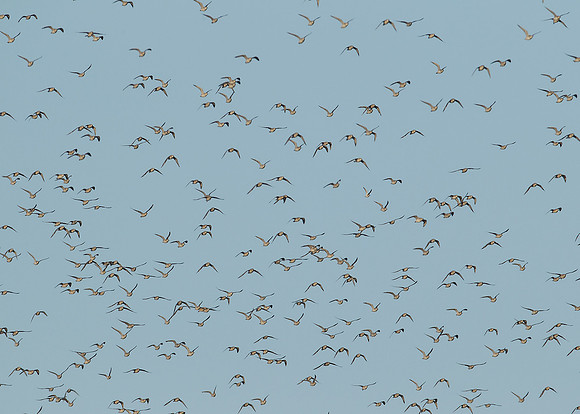 Snettisham waders