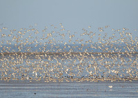 Snettisham waders
