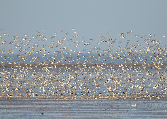 Snettisham waders