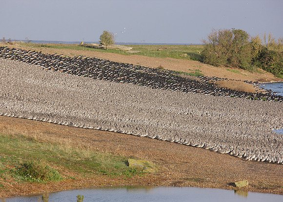 Snettisham waders