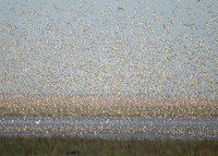 Snettisham waders